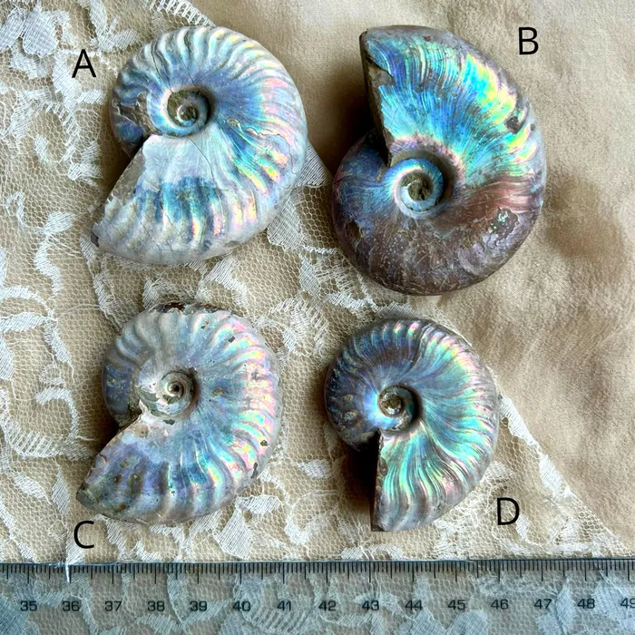 Opalized Ammonite Necklace Big stone Giardinoblu Necklaces
